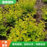 出售 金 山绣线菊 庭院小区色块绿植 花坛假山园林工程绿化苗