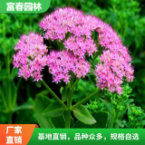 基地八 寶景天 觀花植物陽臺盆栽 宿根地被市政工程綠化改造苗