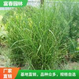 水生植物斑叶芒 斑叶芒苗 基地种植花坛镶边品种庭院绿化工程苗