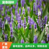 再力花基地種植 園林綠化造景配植 庭院花壇花鏡鑲邊色塊苗