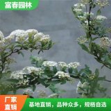 麻叶绣线菊 庭院别墅小区绿化 园林绿篱植物 花园街道观景花苗