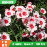 基地种植 供应常夏石竹 园林绿化工程 花坛花镜镶边配植