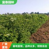 出售 天目瓊花 庭院園林行道綠化樹苗 花壇花鏡配植材料