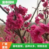 苗圃 供應(yīng)紅葉櫻花 基地種植 景區(qū)造景 園林工程綠化苗木