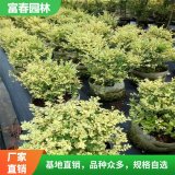 大量供應(yīng)各種規(guī)格金姬小臘球花境植物 庭院園林景區(qū)綠化造景苗