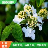 長期供應莢迷花 別名紅子仔 果實多 花葉大 為觀賞苗木 基地