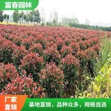 紅葉石楠 公路環(huán)境綠化 園林植物行道樹門廊 室內(nèi)布置配植苗