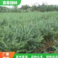 基地出售 雪松庭院園林景區(qū)綠化植被 廣場(chǎng)道路旁列植 庭蔭樹