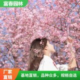 出售美人梅 園林綠化種植 景點(diǎn)景觀行道樹(shù) 梅園梅溪成片栽植