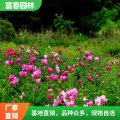 大量供應(yīng) 芍藥 花海工程打造苗木 道路色塊綠化綠籬