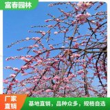 垂梅 垂 梅苗 市政綠化改造苗 園林造景觀花列植