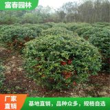 根系发达火棘球供应 四季常青篱笆植物 火 棘球工程庭院观赏满树