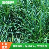 大叶麦冬基地种植 庭院景区园林绿化工程苗 花坛花镜切花材料