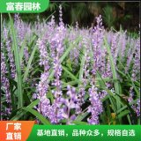 绿化苗银纹沿阶草 麦冬 花坛花镜切花材料 园林绿化工程苗