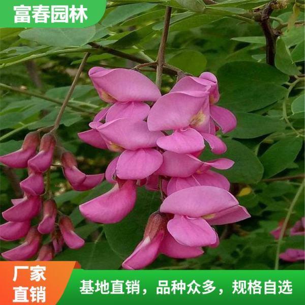 香花槐