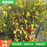 黄 馨基地种植 别名南迎 野迎春 花镜景区园林绿化工程