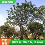 叢生樸樹 景區(qū)園林列植造景樹 道路綠化帶行道樹 風景樹