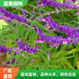 盆 栽墨西哥草花鼠尾草宿根花卉 藍花耐旱花海基地鼠 尾草