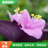 常年基地供應 紫葉鴨跖草 花壇花鏡 園林切花材料