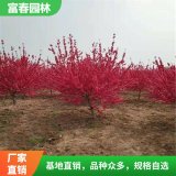 大量出售 紅碧桃 紅碧桃樹苗 庭院園林綠化風(fēng)景樹