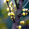 原生單桿臘梅花苗 濃香型風(fēng)景樹景區(qū)園林觀賞種植綠化 規(guī)格齊全