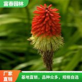 火炬花 宿根植物景觀(guān)租擺 景區(qū)觀(guān)花 園林綠化工程苗