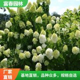 基地出售 圓錐繡球苗 花壇花鏡裝飾材料 庭園園林景區(qū)色塊苗