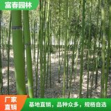 剛竹 綠化工程庭院 苗木 四季常青竹子小苗 護土固坡