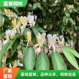 金银忍冬苗 庭院景观花苗 绿化工程苗 开花植物 花镜配植苗