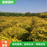 基地 供應 金葉榆球 耐寒苗木 彩葉樹 工程綠化苗木 金葉榆