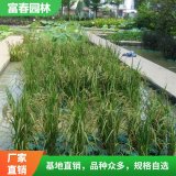 生態(tài)浮島設(shè)計 綠化工程施工河道治理 高效人工浮床