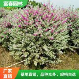 红花玉芙蓉 瓶插材料 盆栽 园林室内阳台绿化苗 庭院装饰点缀