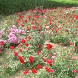 苗圃出售多分枝豐花月季 高度35cm 花壇花鏡造景綠化種植