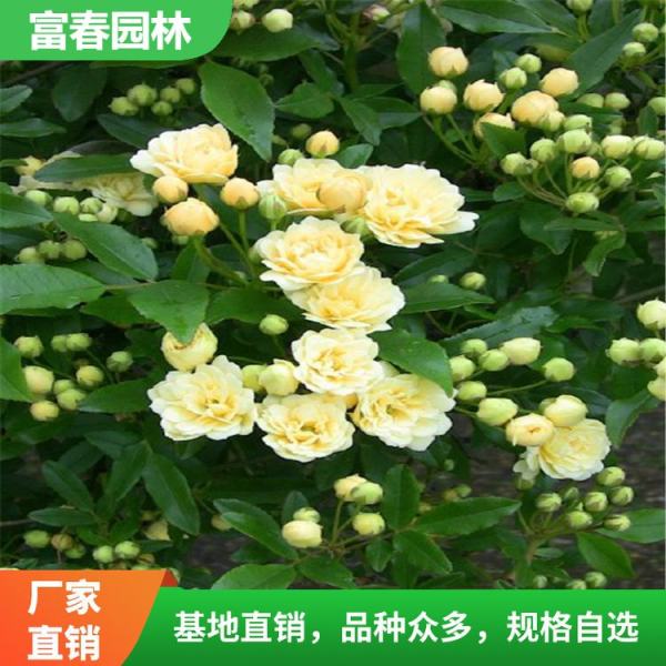 黄木香花