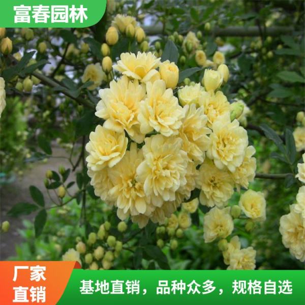 黄木香花