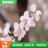 出售 山桃花 庭院草坪水際林緣建筑物栽植 景區(qū)點綴造型綠化工程