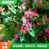 藍葉忍冬 地被工程苗 綠籬灌叢苗 花壇花鏡鑲邊配植