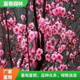 宫粉梅 花坛花镜 梅园片植群植观花配植 行道树绿化工程苗