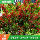 大量出售 錦帶 錦帶苗 錦帶花 成活率高 園林綠化 庭院綠化