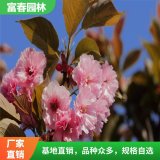 苗圃出售 日本晚櫻 花海工程打造 庭院園林造景植物