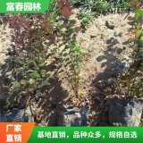 苗圃紫葉小檗地被色塊苗 大小杯苗 別墅小區(qū)綠化苗紅葉小檗