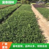 小叶栀子花品优价廉 基地种植 别名雀舌栀子 小花栀子 雀舌花