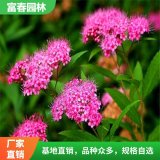 出售粉花绣线菊 花坛花镜绿化植被 景区园林镶边配植