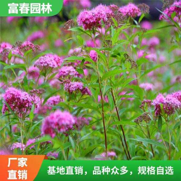 粉花绣线菊