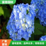 大量出售 绣球花 绣球花苗 成活率高 园林绿化 庭院绿化