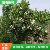 木瓜 海棠樹(shù) 花壇花鏡植被 盆景花籬材料 庭院園林綠化帶配植