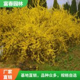 連 翹 連翹 苗 景區(qū)園林植物綠化苗木 花壇花鏡配植