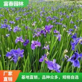 基地出售鸢尾 花镜用花地被植物 花坛及庭院绿化的良好配植材料