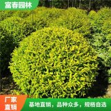 金冠女貞球 園林綠化景觀苗木 別墅庭院色塊綠植 花壇 裝飾植物