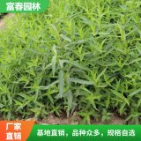 常年供应水生植物千屈菜 千屈菜苗 基地种植 庭院绿化苗木